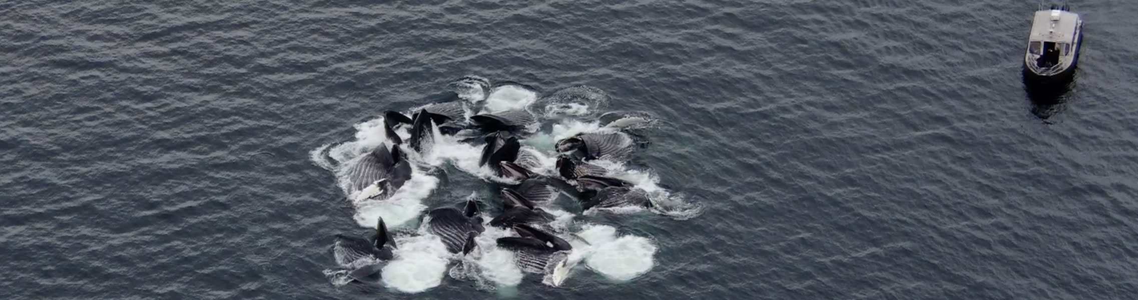Captain Josh invites you to join him for a thrilling whale watching tour in Hoonah, Alaska.