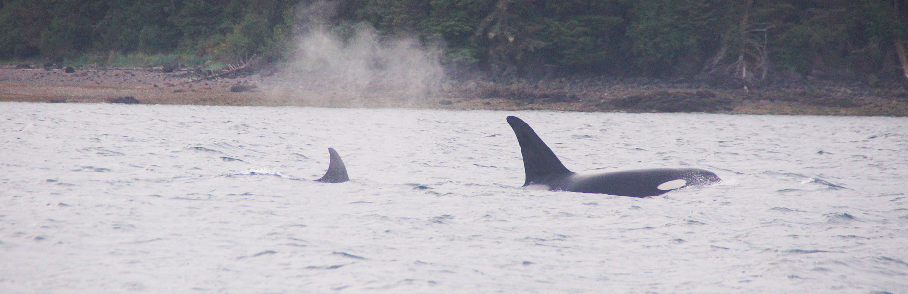 Captain Josh invites you to join him for a thrilling whale watching tour in Hoonah, Alaska.