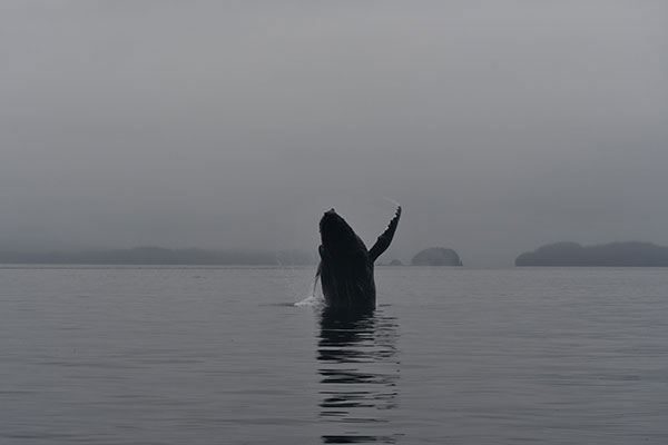 Orca are magnificent creatures