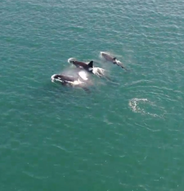 A pod of Orcas gliding beneath the surface is an amazing sight!