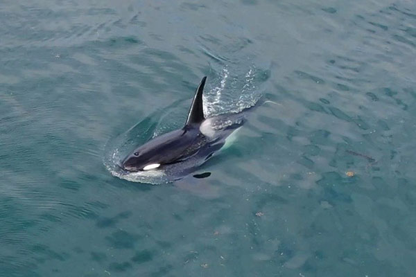 Orca are magnificent creatures
