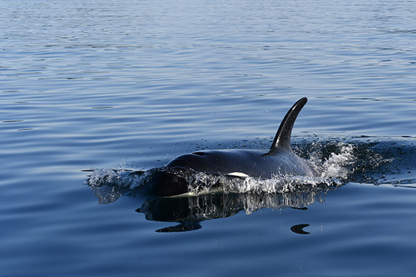 Captain Josh truly enjoys sharing incredible whale sightings with his guests!